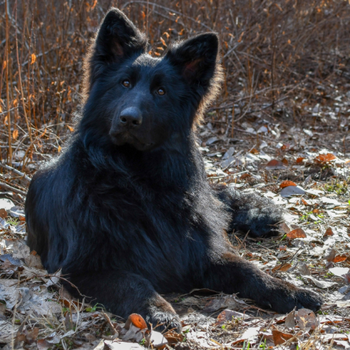 Tiltonhaus Puppies 3